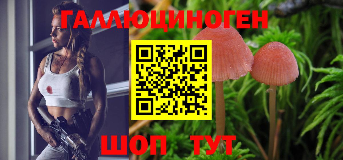 Псилоцибиновые грибы Psilocybe Кашира